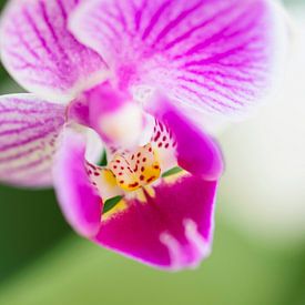 Orchidee paars van Ivonne Fuhren- van de Kerkhof