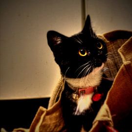 Surprise van Bob Pieck