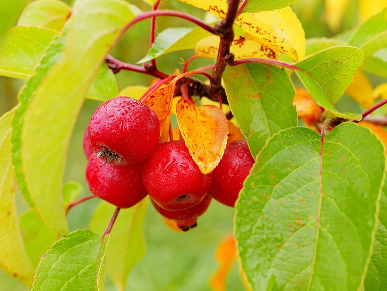 Ornamental apple by Ingo Laue