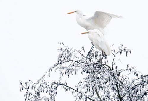 Grote zilverreigers in de winter
