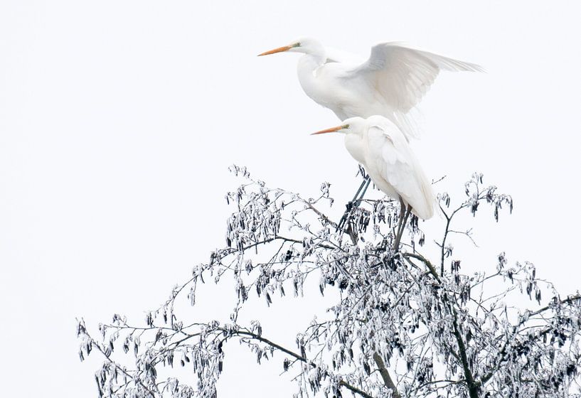 Great egrets in winter by Ruurd Jelle Van der leij