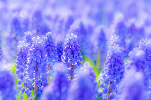 Grape hyacinths