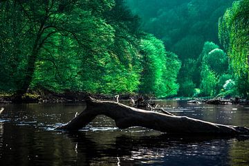 Die Wupper an der Müngstener Brücke by Joerg Keller