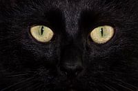 Die unschuldigen Augen der schwarzen Katze