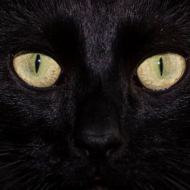 De onschuldige ogen van de zwarte kat van Jessalyn Nugteren