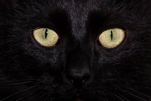 Les yeux innocents du chat noir