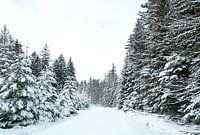 Sneeuw landschap