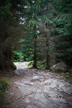 Wandelpad in het Harz Nationaal Park van Heiko Kueverling