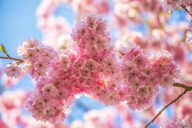 Japanese Cherry Blossom in Spring Light