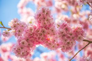 Roze kersebloesem in zachte lentezon