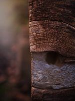 Wood Divided