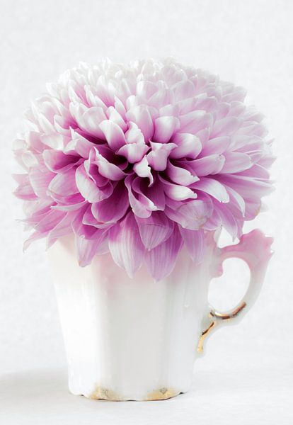 Rose dahlia bloem in antiek koffiekopje van Clazien Boot