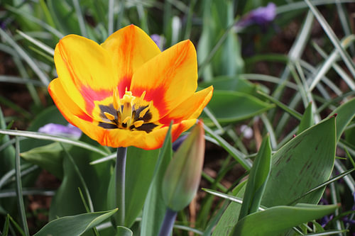 Lente in de Keukenhof