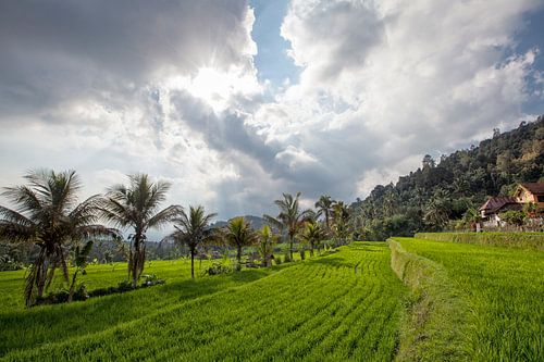 Sonnenuntergang auf munduk Reisfeldern und Berg auf Bali