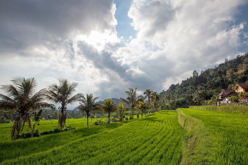 zonsondergang op munduk rijstvelden en berg in Bali van Tjeerd Kruse