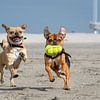 Spelende hondjes op het strand van Danny de Jong