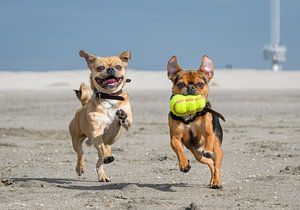 Spelende hondjes op het strand