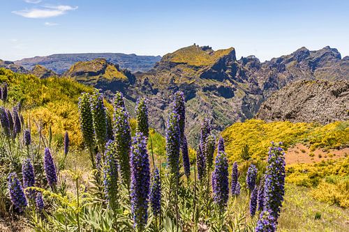 De adderkop van Madeira op het eiland Madeira