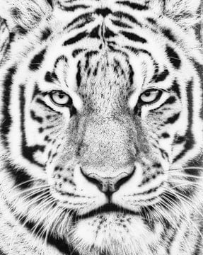 Tiger-Porträt von WeVaFotografie