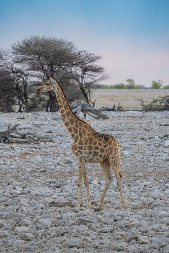 Giraffe in Etosha Nationaal Park in Namibië, Afrika