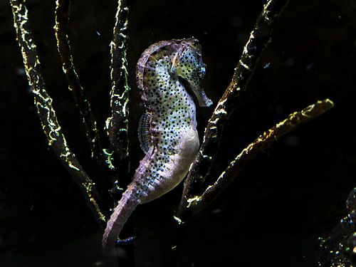Seahorses : Ouwehands Dierenpark