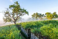 Yellow, Green and Blue accompanied by ground fog