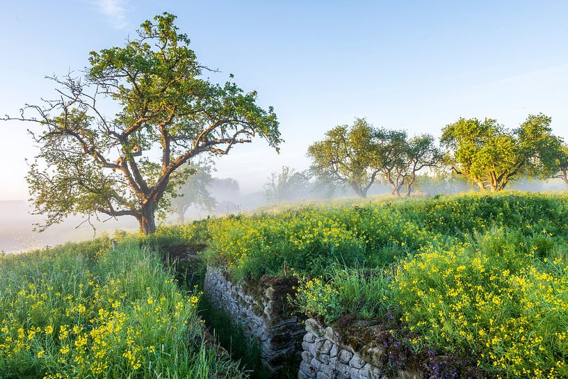 Yellow, Green and Blue in a morning fog van Frank Laurens
