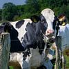 Vache laitière curieuse : belle photo de campagne sur Kristof Leffelaer