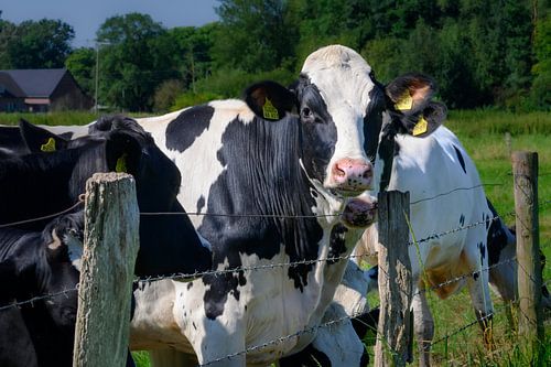 Nieuwsgierige Melkkoe: Prachtige Plattelandsfoto
