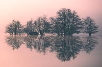 serene reflection