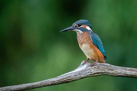 Kingfisher by Marjon Tigchelaar