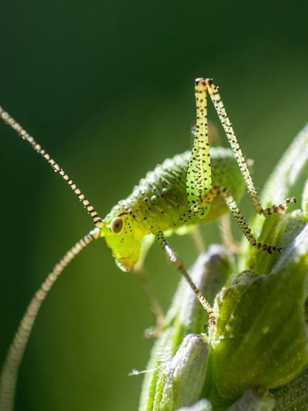 Heuschrecken-Makro von Martijn Wit