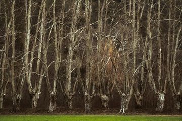 Versteckte Wälder Nr. 2 von Lars van de Goor