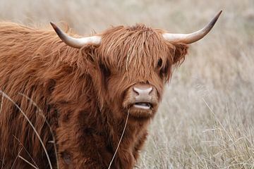 Coo Carpe Diem van Babette van den Berg