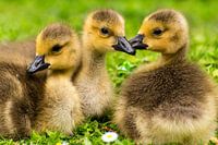 Drei Küken