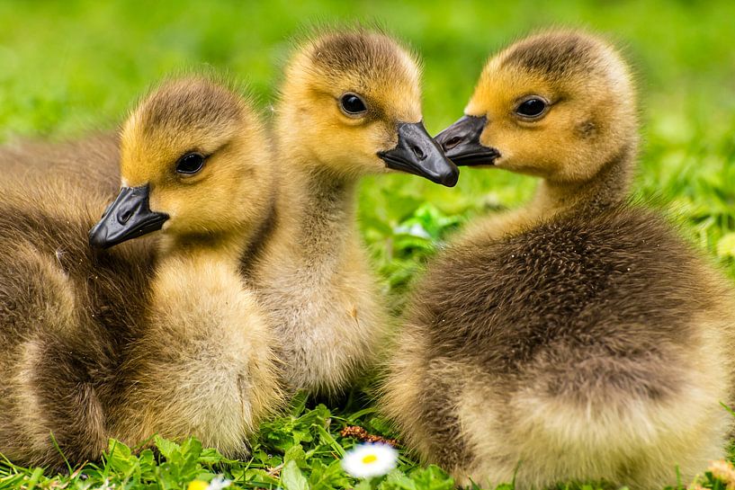 Drie kuikens van Dieter Walther