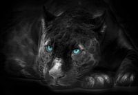 Der Schwarze Panther