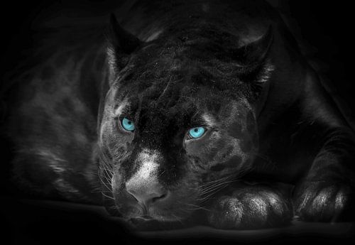 The Black Panther by Bert Hooijer