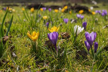 Fleurs, taupinières et abeilles.