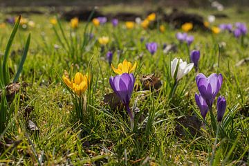 Bloemen, molshopen en bijen. van René von Hout