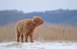 Schotse Hooglander in winter van Remco Van Daalen