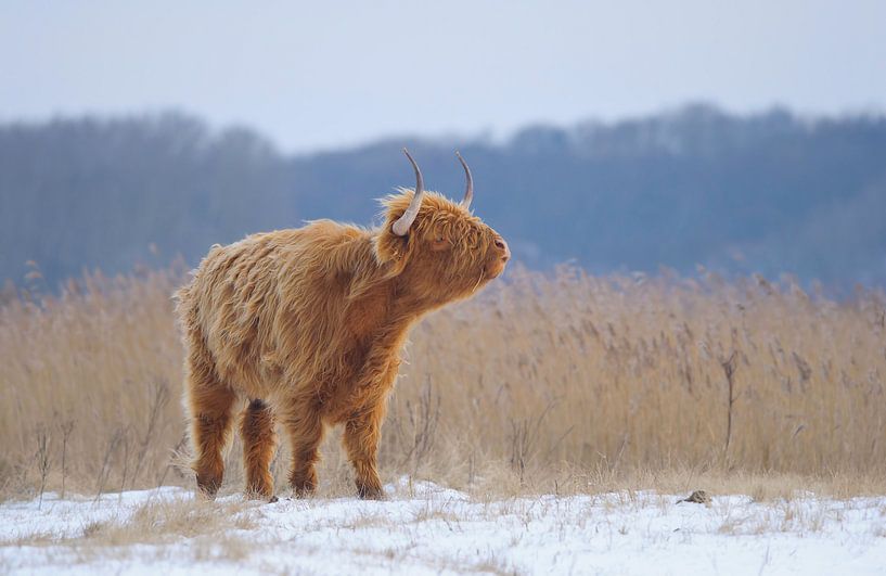 Highlander écossais en hiver par Remco Van Daalen