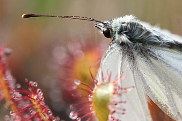 Vlinder in zonnedauw van Nienke Castelijns