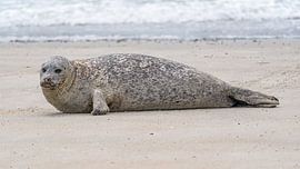 Un phoque commun a été aperçu sur l'île de Düne, dans la mer des Wadden.
