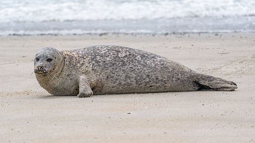 Gewone zeehond op Waddeneiland Düne gespot.