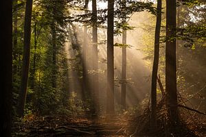 Breda Liesbos im Nebel