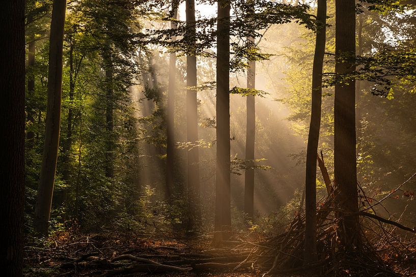 Breda Liesbos dans le brouillard par Egon Zitter