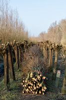 Rhoonse Grienden 07