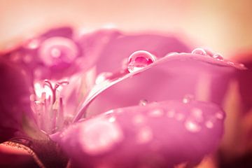 Drop on a flower by Lonneke Prins
