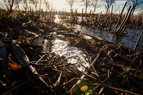 Amazing low angle view or reed plant cut on paddy field with sun